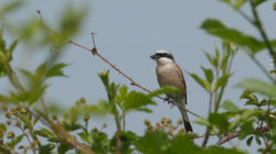 vogeltjes